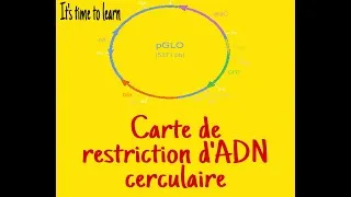Miniature : Le Carte de restriction d'ADN circulaire