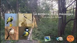 Miniature : les 4 mésanges au port aux cerises