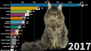 Miniature : Top 15 des races de chat préférées des français, classement de 2004 à 2018