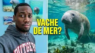 Miniature : MANATEE - EXPLORONS LES MERS DE FLORIDE | LE LAMANTIN