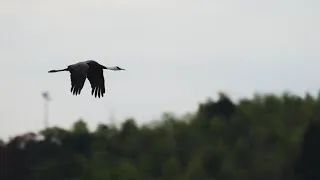 Miniature : Les grues d’Izumi