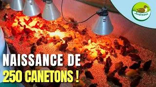 Miniature : SUIVI DE LA REPRODUCTION 2026 [N°7] – NAISSANCE DE 250 CANETONS ! 😨🐣