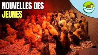 Miniature : SUIVI DE LA REPRODUCTION 2026 [N°6] – NOUVELLES DE TOUS LES JEUNES ! 🐣