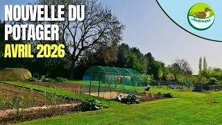Miniature : NOUVELLE DU POTAGER (AVRIL 2026) 🌱
