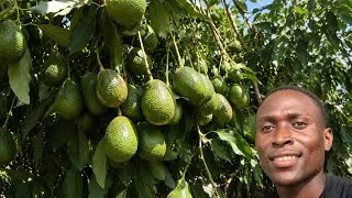 Miniature : Franklin - La vérité qu'on ne veut pas que vous sachiez su les avocatiers GREFFES
