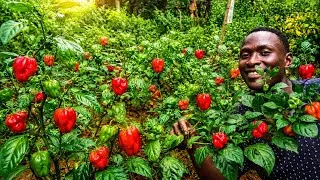 Miniature : Plant de piment inépuisable après 1 an de production