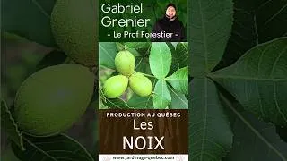 Miniature : NOYER HYBRIDE : POURQUOI GREFFER LES NOYERS POUR PRODUIRE PLUS DE NOIX?