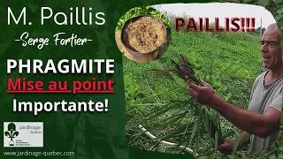 Miniature : LE PHRAGMITE N’EST PAS LE PROBLÈME QUE VOUS CROYEZ! LA VÉRITÉ SUR CETTE PLANTE AVEC SERGE FORTIER