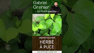 Miniature : HERBE À PUCE : COMMENT L'IDENTIFIER FACILEMENT ET ÉVITER UNE RÉACTION ALLERGIQUE