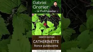 Miniature : LA CATHERINETTE - UNE PETITE RONCE DONT LE FRUIT EST SIMILAIRE À LA FRAMBOISE