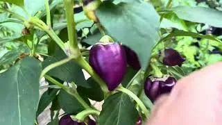 Miniature : 7 variétés productives a découvrir pour vos potagers 