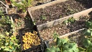 Miniature : Récolte de patates décevante, on enchaîne sur les poireaux 