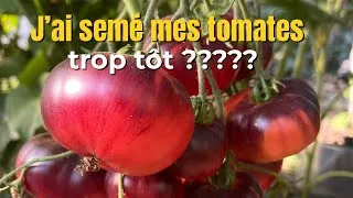 Miniature : J’ai semé mes tomates trop tôt ?