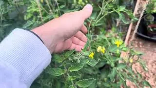 Miniature : Fleurs autogames, allogames comment fonctionne la pollinisation. 