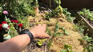 Miniature : Mon potager en juin ce qui pousse et ce qui galère 