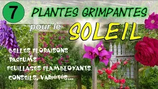 Miniature : 7 plantes grimpantes pour le plein soleil : les meilleures espèces et variétés !
