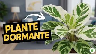 Miniature : Calathea White Fusion : Secrets d'un entretien réussi ! 🌿 #Calathea #Plantes #Tuto