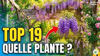 Miniature : Quelle Plante pour votre Pergola ? Top 19 des Meilleures Grimpantes