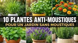 Miniature : Adieu les moustiques : 10 plantes répulsives indispensables pour un été paisible !
