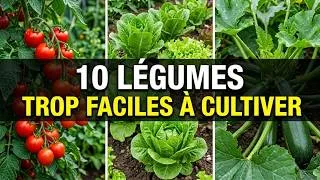 Miniature : 10 Légumes ultra faciles à cultiver : Parfait pour les jardiniers débutants (ou paresseux) !