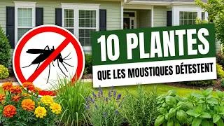 Miniature : Plantez ces 10 plantes chez vous et les moustiques fuiront instantanément !