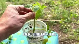 Miniature : Ne JETEZ plus vos gourmands de TOMATES : comment les bouturer en 4 étapes
