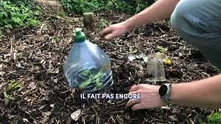 Miniature : J'ai perdu 12 plants de courgettes en une nuit ! Voici ce que je fais maintenant CONTRE les limaces