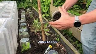 Miniature : Comment repiquer ses tomates pour avoir un plant ultra solide (ma méthode à 45°)