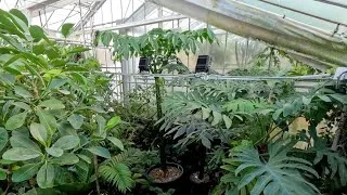 Miniature : Amorphophallus titanum - Timelapse (croissance de la feuille)
