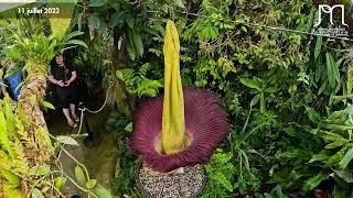 Miniature : Floraison de l'Amorphophallus titanum (corpse flower, titan arum) - Time-lapse