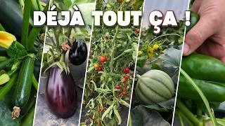 Miniature : 7 kg de tomates, 68 courgettes… ma serre au 10 juillet