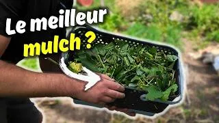 Miniature : Mon paillage préféré pour l’été pousse directement dans mon jardin