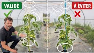 Miniature : Tuteurer les tomates : ce que j'ai gardé, ce que j'ai abandonné