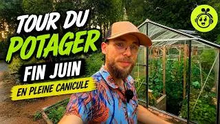 Miniature : Mon potager survit-il à la canicule ? Tour du potager Fin Juin