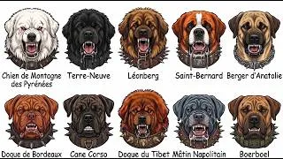 Miniature : Chaque Type de Grand Chiens  Explique en 16 minutes