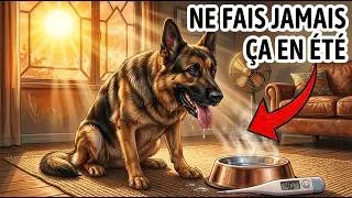 Miniature : 8 Choses à faire pour votre chien cet été (avant qu'il ne soit trop tard)