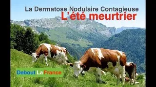 Miniature : (DNC) Dermatose Nodulaire Contagieuse : L’été meurtrier. D’autres solutions étaient-elles possibles?