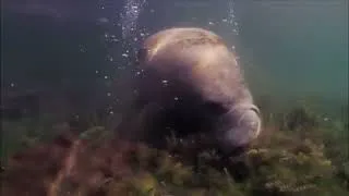 Miniature : Dugong