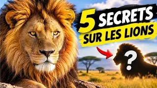 Miniature : Vous Pensez Connaître les Lions ? Attendez de Voir Ça…