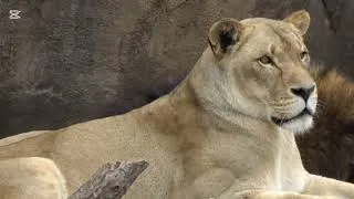 Miniature : Quand les lions tombent amoureux… ❤️🦁
