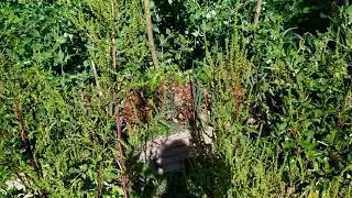 Miniature : Apprendre de la nature - les Syrphides