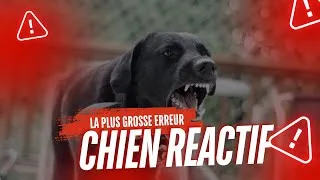 Miniature : Si tu comprends ça, tu règles la réactivité de ton chien
