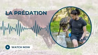Miniature : Pourquoi le collier électrique FONCTIONNE pour la prédation 🐕🐇