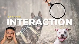 Miniature : STOP ! Ton chien est peut être en galère ! (Analyse)