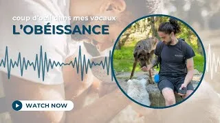 Miniature : Ton chien DOIT t’obéir !? (Ah bon ?)￼