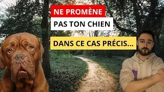 Miniature : STOP aux balades ?! 😱Pourquoi il ne faut PAS promener son chien !