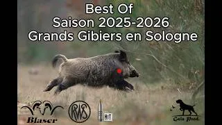 Miniature : Best Of Chasses en battues aux grands gibiers 2025 2026 en Sologne