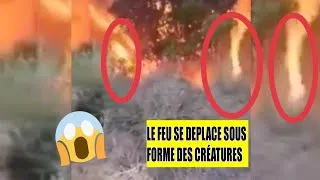Miniature : LES CRÉATURES FILMÉS PENDANT L'INCENDIE EN ALGÉRIE ( la vérité) - Jericho