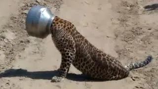 Miniature : Animaux Qui Ont Demandé de L’Aide Aux Humains, moments de sauvetage époustouflants - Jericho