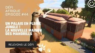 Miniature : UN PALAIS EN PLEINE JUNGLE ! 🐒 La nouvelle maison des Mandrills (Ep.44)